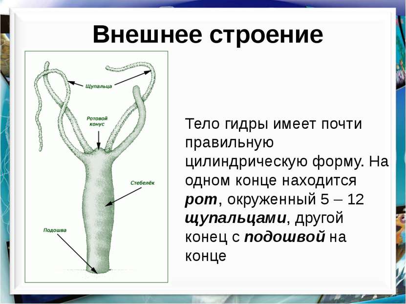 Как оплатить заказ в кракене